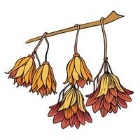 a drawing of flowers hanging from a branch vector