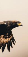 Graceful minimalist side angle capture of black eagle in mid flight photo