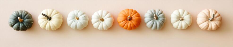 Assorted neutral tone pumpkins in a row for autumn decor and seasonal design photo