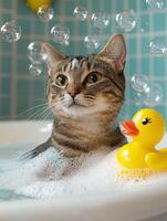 Photorealistic close up of a tabby cat with bubbles and rubber duck in bathtub photo