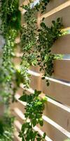 Close up macro perspective of wooden slats with sunlit greenery for natural home decor photo