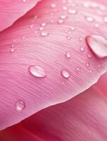 Ultra detailed macro shot of a blooming pink peony with water droplets photo