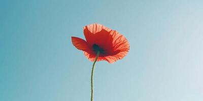 Ultra realistic single poppy flower against clear blue sky in high definition photo