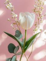 Elegant cinematic still life of a single white tulip with delicate florals on soft pink background photo