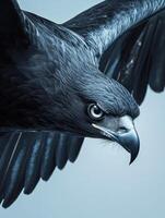 Majestic black eagle soaring diagonally in high detail wildlife portrait photo