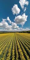 Stunning wide angle view of blooming rapeseed field under vibrant blue sky with clouds photo
