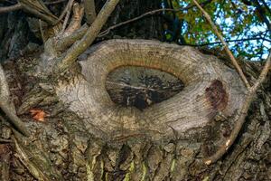Overgrown cut of a branch on the trunk of an old tree photo