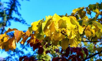 Parrotia persica - a branch of a tree in autumn with beautiful red-yellow leaves on a background of a blue sky photo