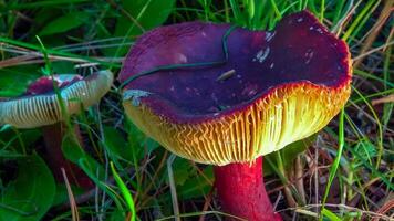 Gooseberry russula Russula queletii edible mushroom with reddening stem and cap in green grass, southern Ukraine photo