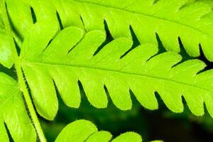 Green leaf of a fern growing in a botanical collection. photo
