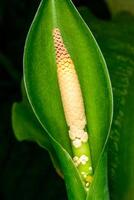 Dieffenbachia flower in spring in a botanical collection in a greenhouse, Odessa photo