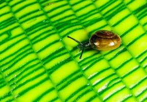 Oxychilus translucidus Stylommatophora, Zonitidae - small mollusk with a transparent yellow shell on a green leaf of a plant photo