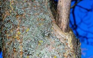 Lichens on the bark of an old tree, different types of lichens growing on tree bark photo