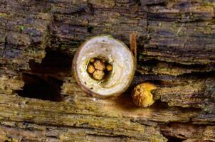 Crucibulum crucibuliforme, small mushroom in the form of a pitcher on rotten wood photo