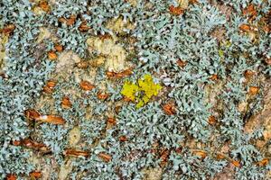 Lichens on the bark of an old tree. different types of lichens growing on tree bark photo