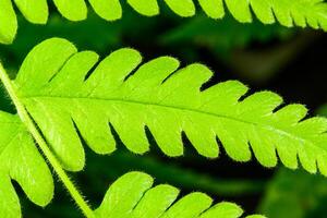 Green leaf of a fern growing in a botanical collection photo