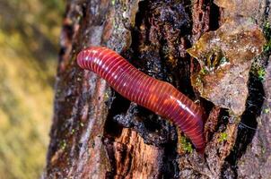 Red earthworm in a hole in the ground under the stump of an old tree. photo