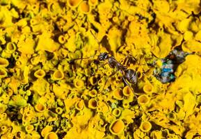 Ant on Xanthoria parietina, reproductive organs with spores of apothecia and perithecia on lichen in autumn. photo