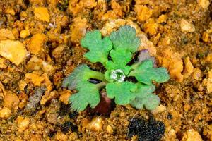 A drop of dew on the leaves of a green rosette of a young plant on stones near the Black Sea, Odessa photo