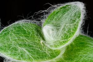 Tradescantia sillamontana, pubescent leaves on the top of a shoot of a climbing tropical plant in a botanical collection photo