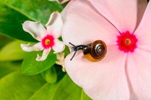 Oxychilus translucidus - Stylommatophora, Zonitidae, small gastropod mollusk on a tropical plant flower in a greenhouse photo