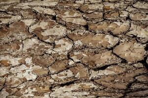 Tree bark texture background. Warm brown pine bark. High quality photo