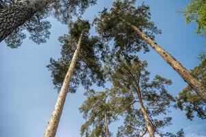 Pine trees view from below wide angle. Pine trees against clear blue sky. High quality photo
