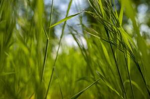 Green tall grass in the sun rays. Close-up of green tall grass against the sky, blurred background. pure green color. space for text photo
