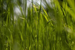 Green tall grass in the sun rays. Close-up of green tall grass and blurred background. Pure green color. High quality photo