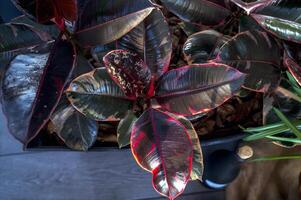 Close-up photo of a large, potted Rubber Tree , Ficus elastica, commonly known as the Rubber Fig, with large, glossy, dark green leaves tinged with red. Flowers stand on the floor, viewed from above