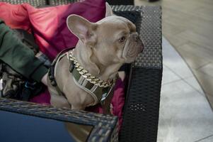 Grey french bulldog with his owner in cafe, on the street on the sofa. Only the owner's hand is visible. The dog is wearing a gold chain with stones and a modern dark green leash. A sweet moment. photo