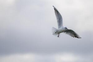 Seagull flying in the sky. Nature background photo