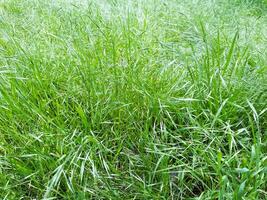 Fresh grass in the forest, green spikes of cheatgrass Bromus tectorum close up background photo