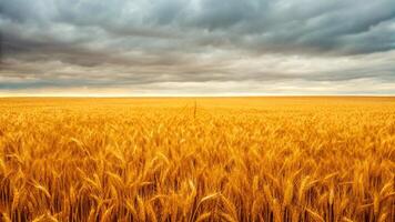 Golden wheat field under a dramatic cloudy sky. photo