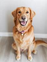 A golden retriever sitting on the floor with a pink collar photo