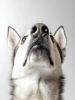 A close up of a dog looking up at the sky photo