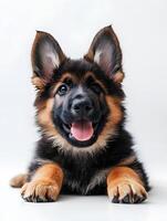 A german shepherd dog is sitting down photo