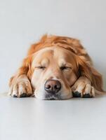 A golden retriever dog sleeping on a white background photo