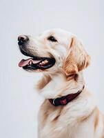 A dog with its tongue out and its mouth open photo