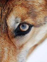 A close up of a dog's eye photo