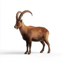 Majestic Alpine Ibex Standing on White Background photo