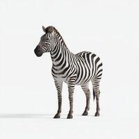 Standing Majestic Zebra on White Background photo