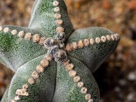 The fluffy tufts and white dot on the lobe of Astrophytum Cactus photo