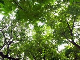 Sunlight sifting through the trees photo