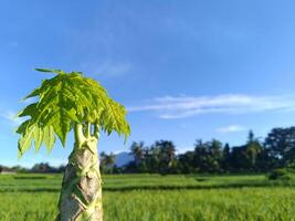 Bright green young papaya leaf shoots grow from the trunk of a papaya tree, with a backdrop of green rice fields and a bright blue sky. Photo taken in Tabanan, Bali during the day.
