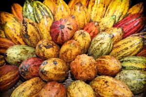 cocoa, a tropical fruit from which chocolate is made photo
