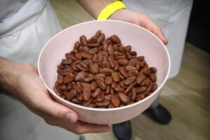 Chef showing raw cocoa beans in plastic bowl photo