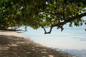 shady beachfront under trees with a peaceful beachfront view photo