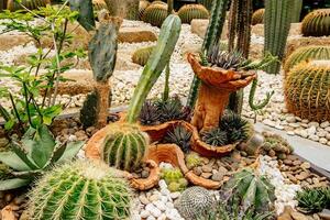 Cactus garden with a large cactus in the middle photo