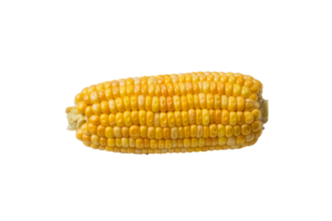 Golden kernels of corn shining under bright light ready for roasting or grilling at a summer barbecue gathering png